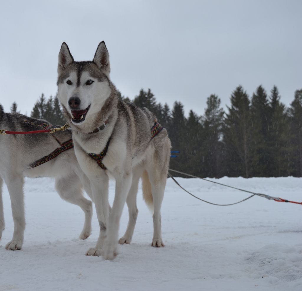 Photo of Komaksiut’s Sestra