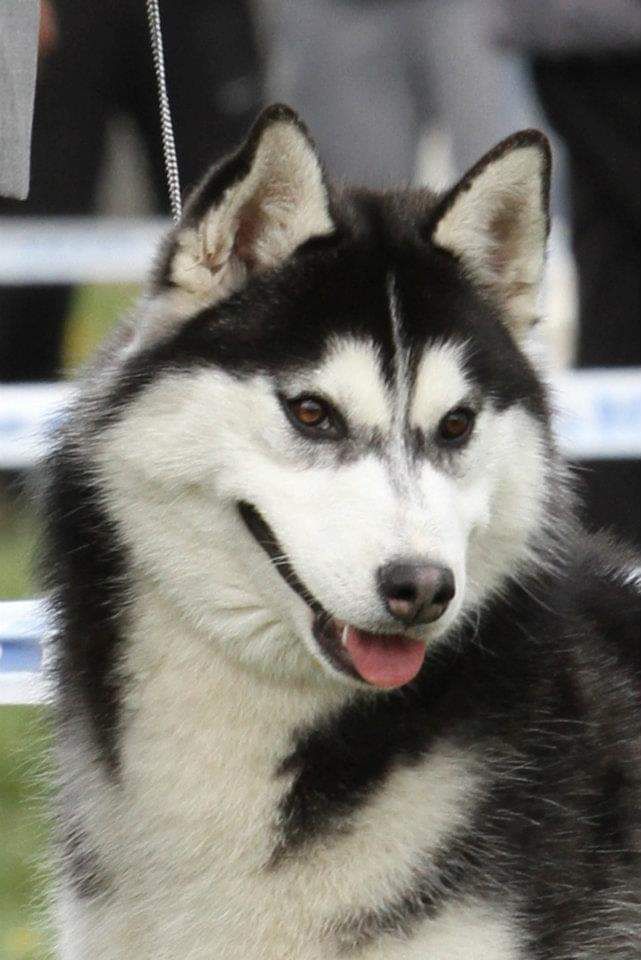 Photo of Snow Spirit’s Almost Famous