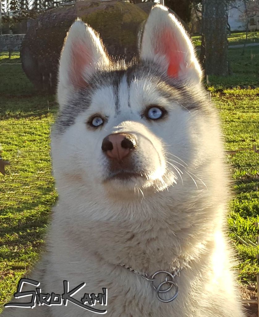 Photo of Alaska del Sirokami