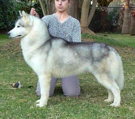 Photo of Karnovanda’s Alexander Wolf