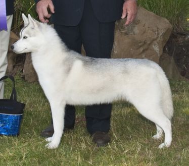 Photo of Kczar’s Pretty As A Topaz At Aasil