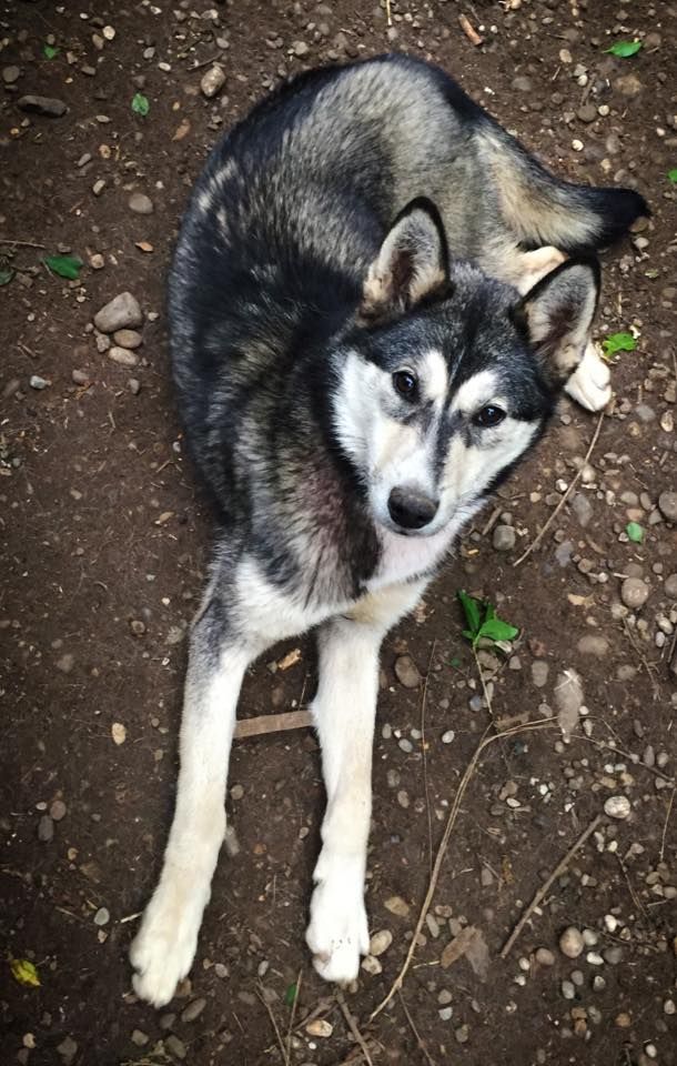 Photo of Komaksiut’s Vosse