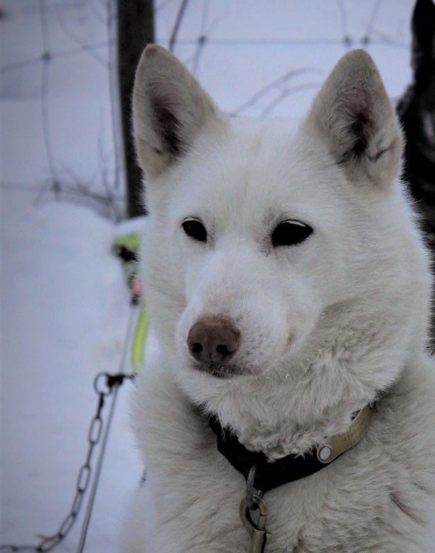 Photo of Vargteam's Dolly