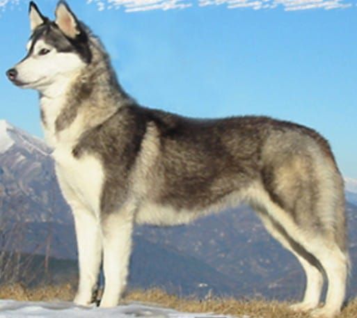 Photo of Windshot Midnight Angel