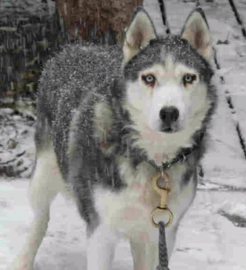 Photo of Vashiral’s Cleo
