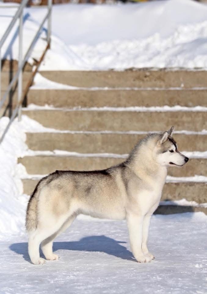 Photo of Snow Image D’ Joy of the Show