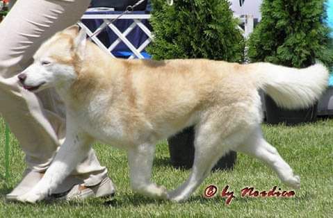 Photo of Love Me Do Of Nordica