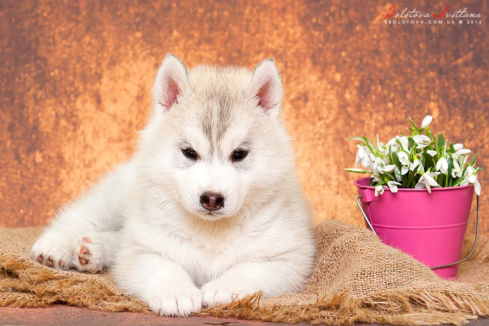 Photo of Siberian Miracle Lucky Star