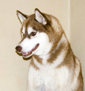 Photo of Husky Haven Shakira’s Song