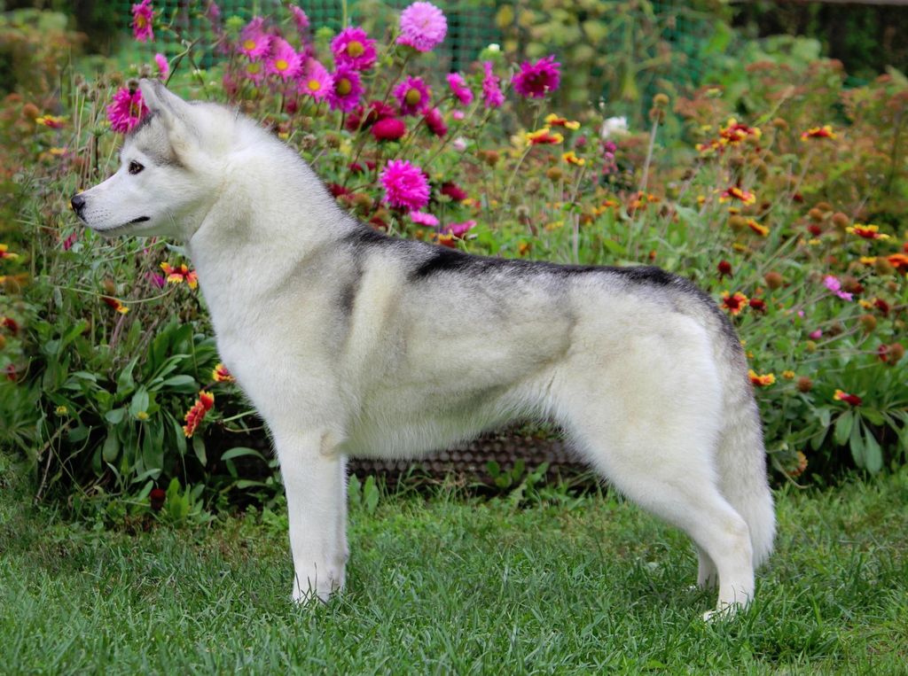 Photo of Nord Heart Beautyful Soul