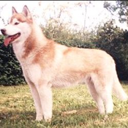 Photo of Jazz Of Siberian Lady
