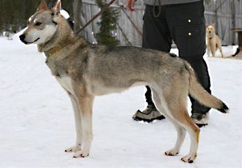 Photo of Tullatuulen Bella