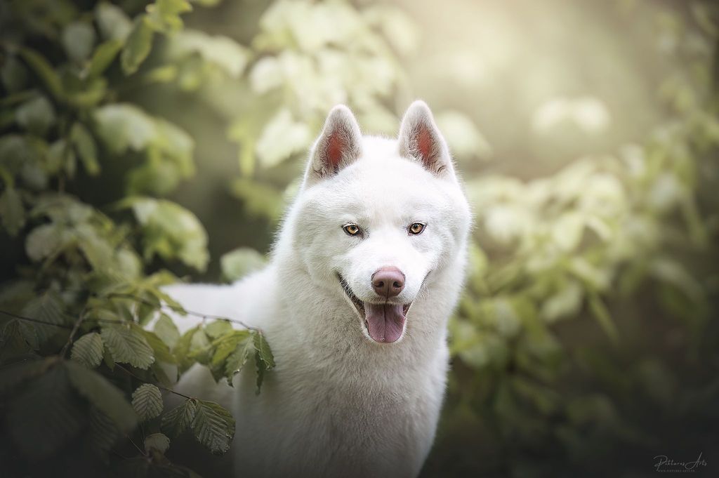Photo of Shadow in the snow of arctic wolf dream