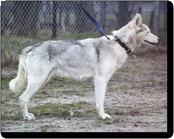 Photo of Valerie of Kolyma