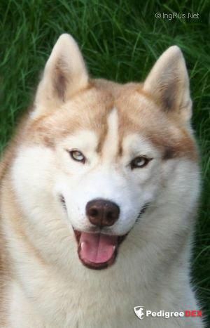 Photo of Matrix Of Siberian Lady