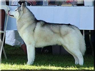 Photo of Noatak’s Party Of One