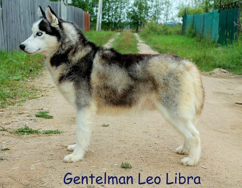 Photo of Gentelman leo libra