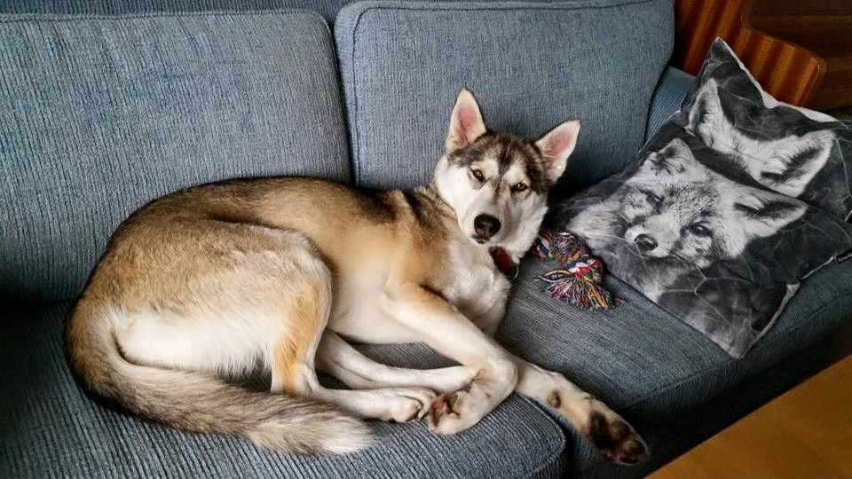 Photo of Vargteam’s Selma