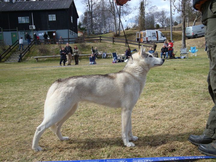 Photo of Ylajärvis AA Tia Dalma