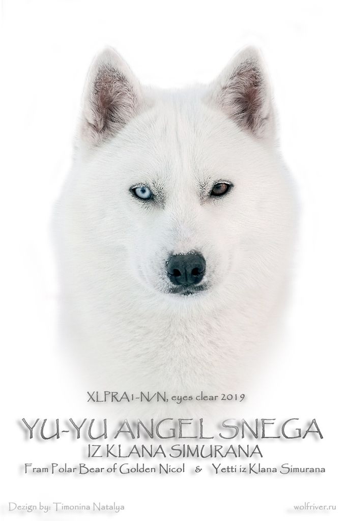 Photo of Yu-yu Angel Snega Iz Klana Simurana