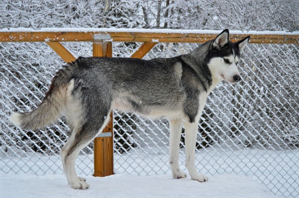 Photo of Journey Dogs Frost