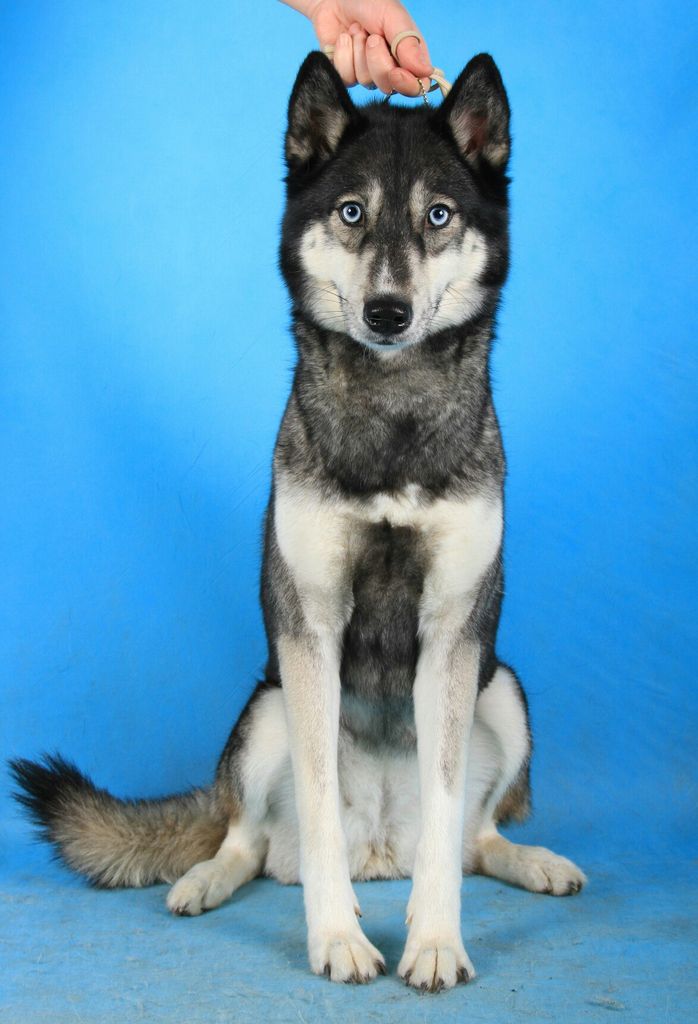 Photo of Laitkiper's Wolf Of The Nortern Land Selena