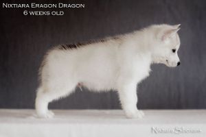 Photo of Nixtiara Eragon Dragon