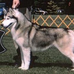 Photo of Kontoki’s Satchmo
