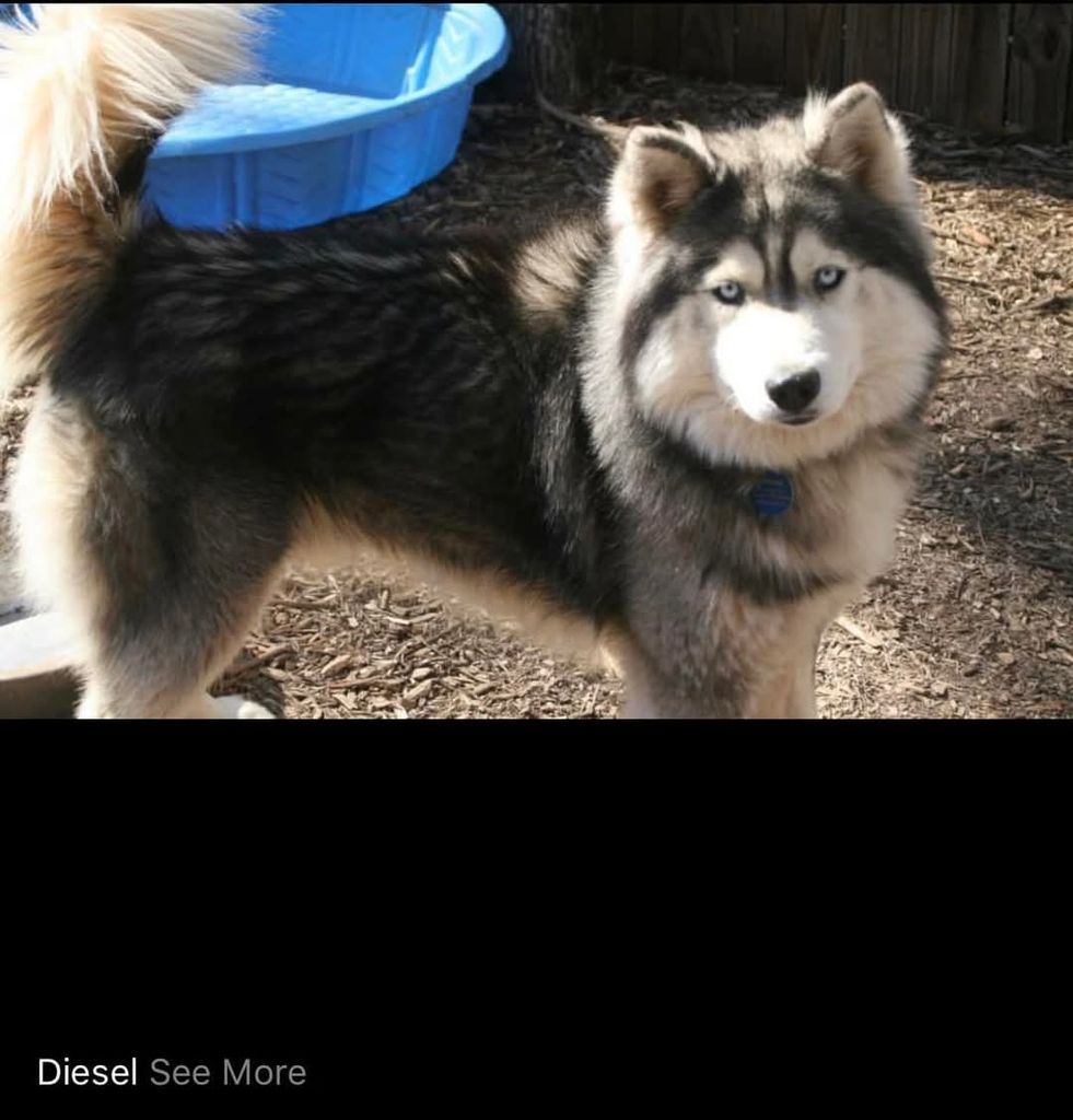 Photo of The Husky’s Ranch Diesel