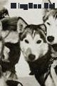 Photo of Toto