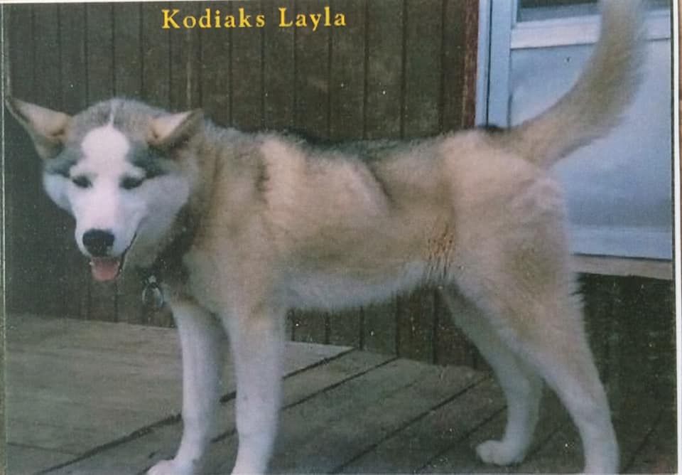 Photo of Kodiak’s Layla