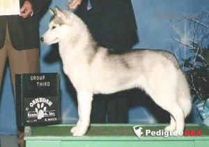 Photo of Playmor’s Celebrity