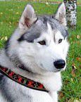 Photo of Belstok King Of My Heart