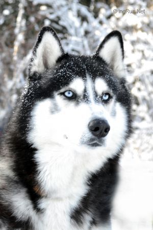 Photo of Zoloto Nebes Erik