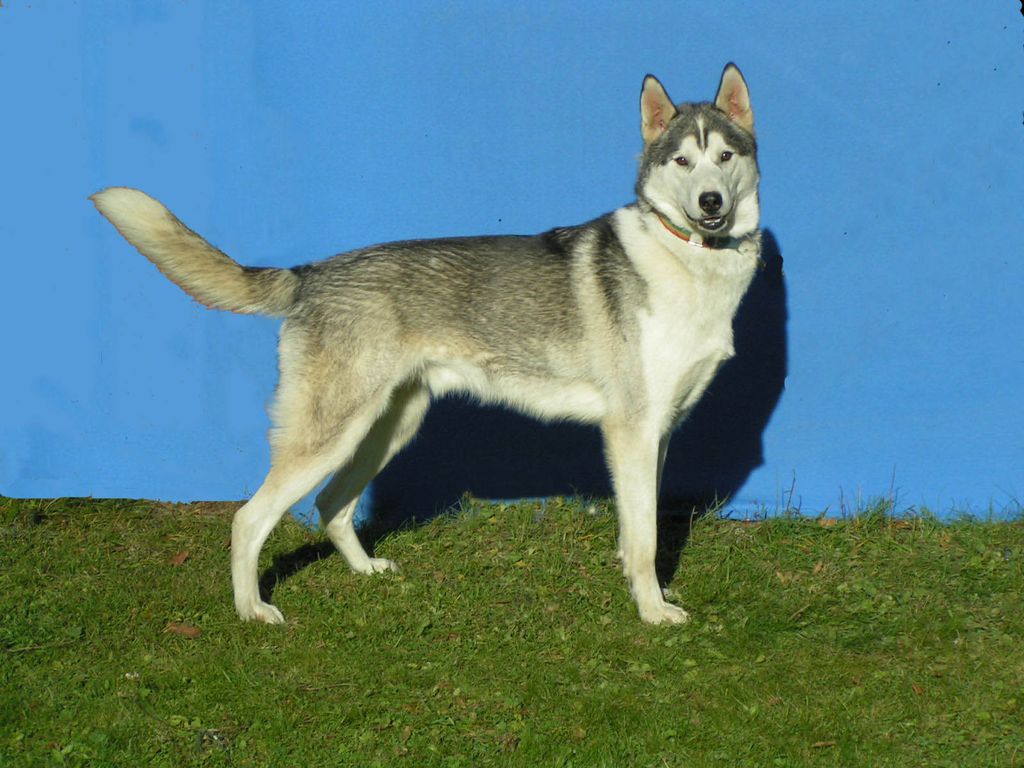 Photo of Clumsen av Vargevass