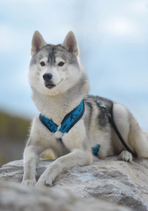 Photo of Artorias The Abysswalker