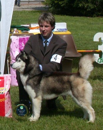 Photo of Arcticlight’s Magic Dreamer