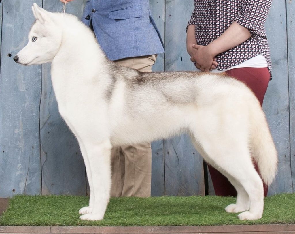 Photo of Talisman CanRoc Triumphant Beauty