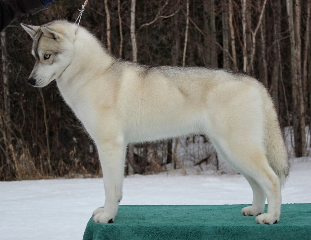 Photo of Nanook Alkas’iber Northern Gem