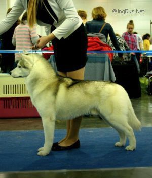 Photo of Arctic Magic Orlando