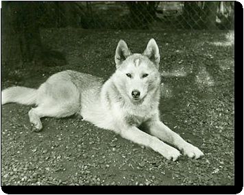 Photo of Alaskan's Mischonak Of Anadyr