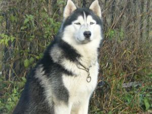 Photo of Fast Leo Libra