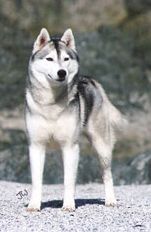 Photo of Wolvereen Cinderella