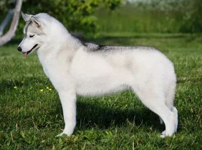 Photo of Effect Of Silver Moon Velnio Malunas