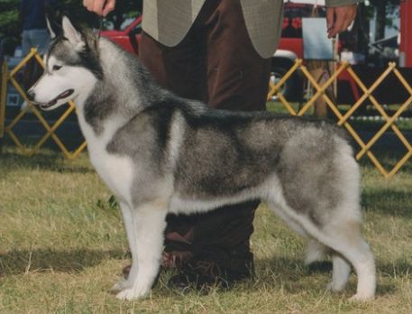 Photo of Snoebear’s Coming Attraction
