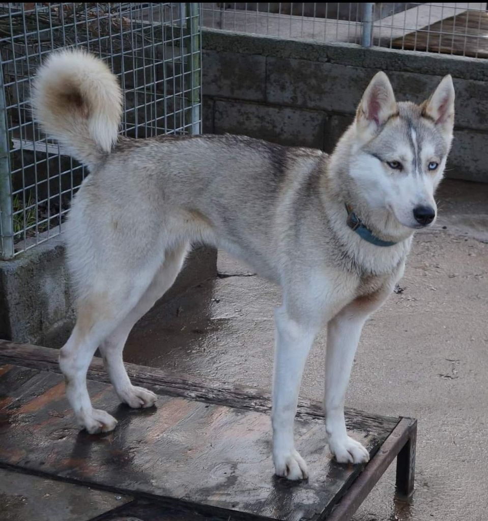 Photo of Laika To Riders of Free Spirit