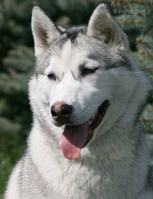 Photo of Belstok Kiss Of Angel