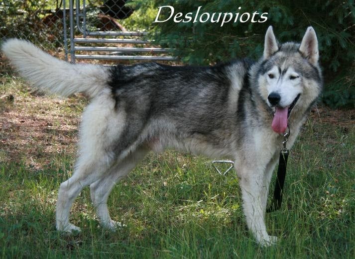 Photo of Kimlan’s Wolfsong Shaman
