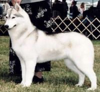 Photo of Karnovanda’s Kenzi II