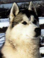 Photo of Blackoak's Crescendo